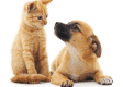 Case study - pet retailer recurring offer